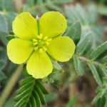 tribulus-terrestris