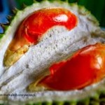 Nikmatnya durian merah Banyuwangi