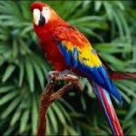 Burung Beo