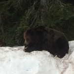 Maya(57)- Grouse Mountain-7
