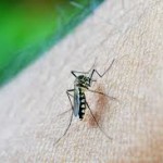 Yang lebih sering digigit Nyamuk