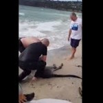 Kanguru Tenggelam di Pantai selamat berkat Polisi melakukan CPR