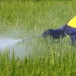 Paparan Pestisida berisiko tingkatkan Kanker Hati
