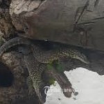 Rekor 74 Anak Komodo Lahir di Kebun Binatang Surabaya
