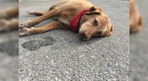 Anjing Setia Menolak Meninggalkan Majikan Yang Kecelakaan