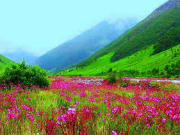 Valley Of Flower Uttarakhand India
