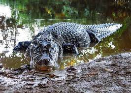 Buaya Di Sungai Amazone Black Caiman Predator