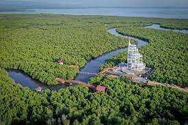 Negara Dengan Mangrove Terluas