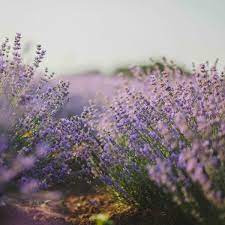 Gurun Pasir Di Arab Jadi Padang Bunga Lavender